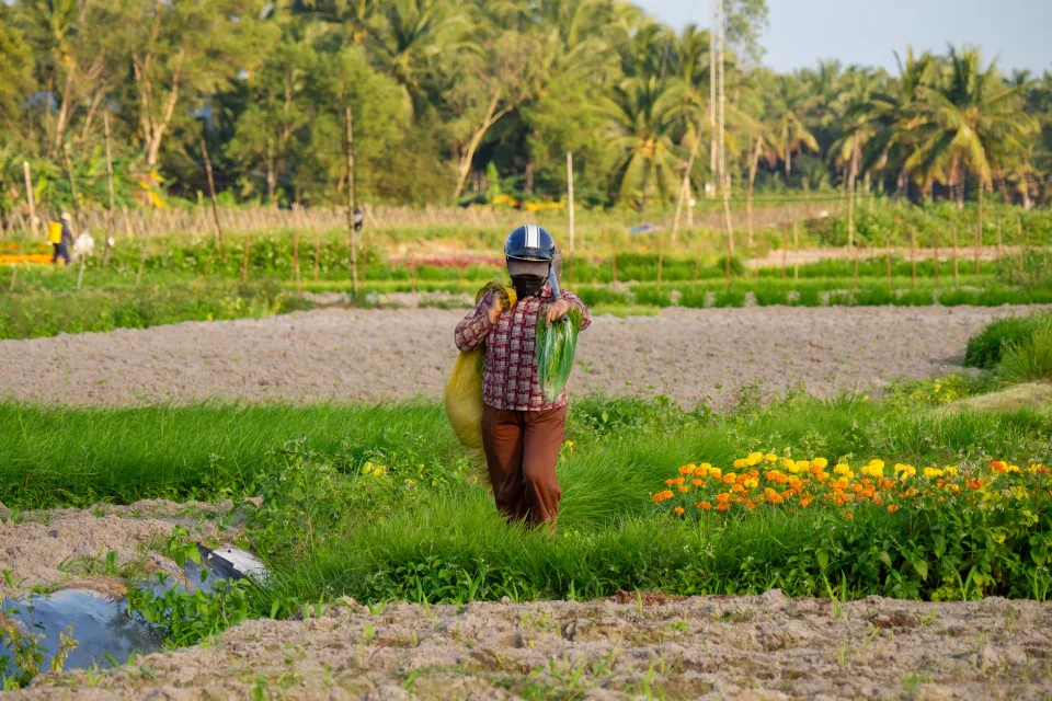 Vườn rau của Trần Văn Năm